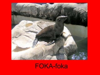 FOKA-foka 