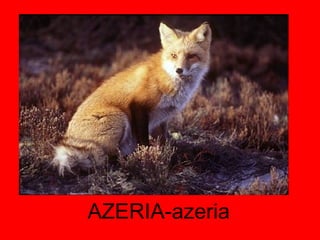 AZERIA-azeria 