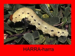 HARRA-harra 