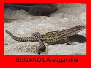 SUGANDILA-sugandila 