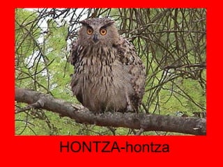 HONTZA-hontza 