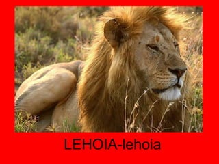 LEHOIA-lehoia 
