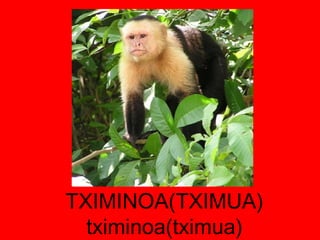 TXIMINOA(TXIMUA) tximinoa(tximua) 