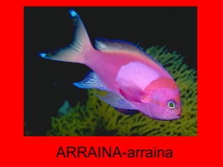 ARRAINA-arraina 