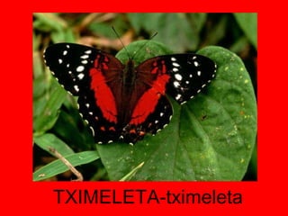 TXIMELETA-tximeleta 