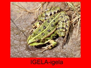 IGELA-igela 