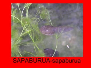 SAPABURUA-sapaburua 