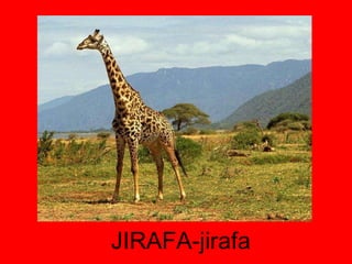 JIRAFA-jirafa 