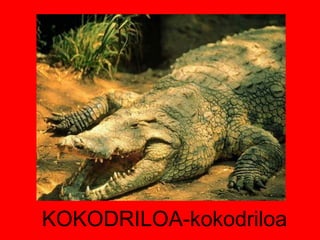 KOKODRILOA-kokodriloa 