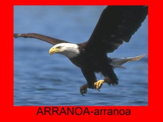 ARRANOA-arranoa 