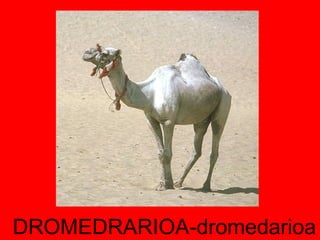 DROMEDRARIOA-dromedarioa 