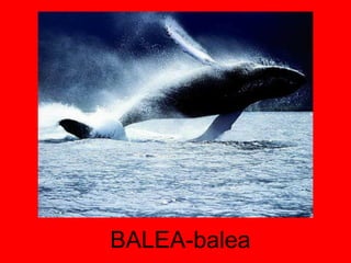BALEA-balea 