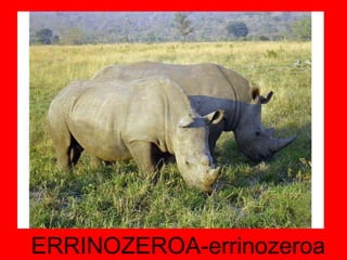 ERRINOZEROA-errinozeroa 