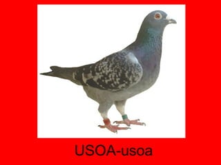USOA-usoa 