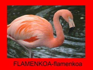 FLAMENKOA-flamenkoa 