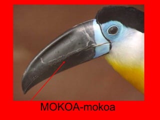 MOKOA-mokoa 