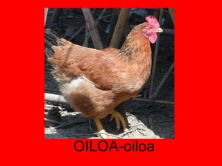 OILOA-oiloa 