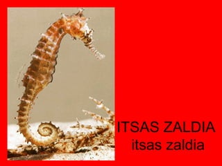 ITSAS ZALDIA  itsas zaldia 