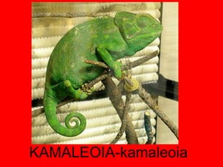 KAMALEOIA-kamaleoia 