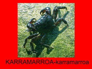 KARRAMARROA-karramarroa 