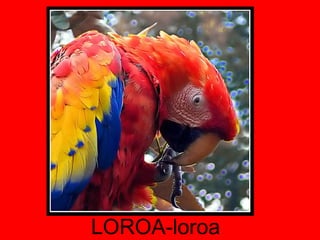 LOROA-loroa 