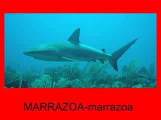 MARRAZOA-marrazoa 