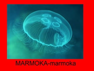 MARMOKA-marmoka 