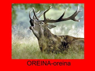 OREINA-oreina 