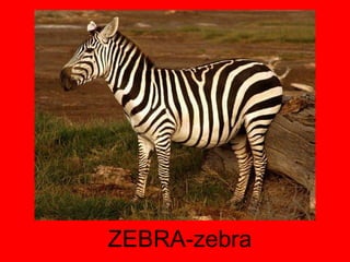 ZEBRA-zebra 