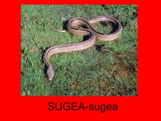SUGEA-sugea 