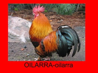 OILARRA-oilarra 