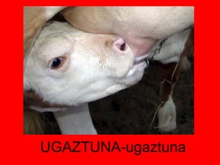 UGAZTUNA-ugaztuna 
