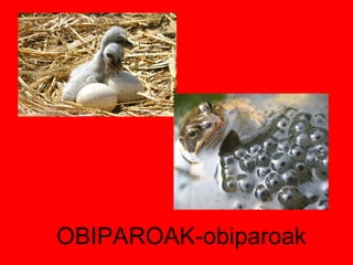 OBIPAROAK-obiparoak 