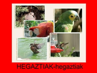HEGAZTIAK-hegaztiak 