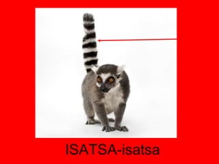 ISATSA-isatsa 