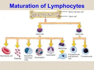 Maturation of Lymphocytes 