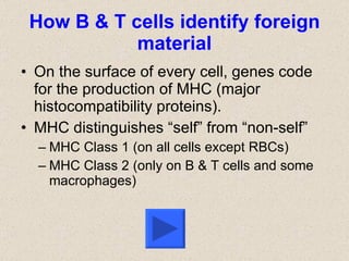 How B & T cells identify foreign material On the surface of every cell, genes code for the production of MHC (major histocompatibility proteins). MHC distinguishes “self” from “non-self” MHC Class 1 (on all cells except RBCs) MHC Class 2 (only on B & T cells and some macrophages) 
