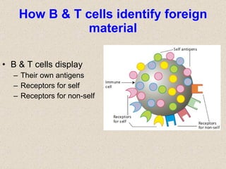 How B & T cells identify foreign material B & T cells display Their own antigens Receptors for self Receptors for non-self 