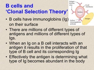 B cells and  ‘Clonal Selection Theory’ B cells have immunoglobins (Ig)  on their surface There are millions of different types of antigens and millions of different types of Igs. When an Ig on a B cell interacts with an antigen it results in the proliferation of that type of B cell and its corresponding Ig Effectively the antigen is determining what type of Ig becomes abundant in the body 