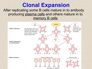 Clonal Expansion After replicating some B cells mature in to antibody producing  plasma cells  and others mature in to  memory B cells 