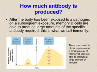How much antibody is produced? After the body has been exposed to a pathogen, on a subsequent exposure, memory B cells are able to produce large amounts of the specific antibody required, this is what we call immunity. There is no need for clonal expansion as a small amount of memory B cells are able to produce a large amount of antigen 