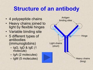 Structure of an antibody 4 polypeptide chains Heavy chains joined to light by flexible hinges Variable binding site 5 different types of antibodies (immunoglobins) IgG, IgD & IgE (1 molecule) IgA (2 molecules) IgM (5 molecules) Heavy chains (long) Light chains (short) Hinge Antigen binding sites 