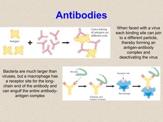 Antibodies When faced with a virus each binding site can join to a different particle, thereby forming an antigen-antibody complex and deactivating the virus Bacteria are much larger than viruses, but a macrophage has a receptor site for the long-chain end of the antibody and can engulf the entire antibody-antigen complex 