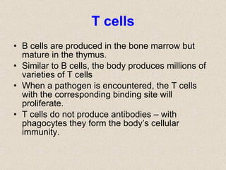 T cells B cells are produced in the bone marrow but mature in the thymus. Similar to B cells, the body produces millions of varieties of T cells When a pathogen is encountered, the T cells with the corresponding binding site will proliferate. T cells do not produce antibodies – with phagocytes they form the body’s cellular immunity. 