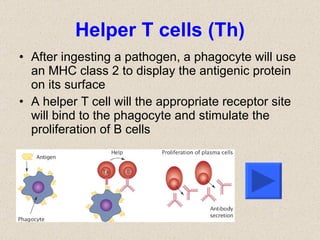 Helper T cells (Th) After ingesting a pathogen, a phagocyte will use an MHC class 2 to display the antigenic protein on its surface A helper T cell will the appropriate receptor site will bind to the phagocyte and stimulate the proliferation of B cells 