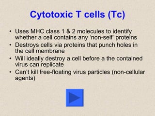 Cytotoxic T cells (Tc) Uses MHC class 1 & 2 molecules to identify whether a cell contains any ‘non-self’ proteins Destroys cells via proteins that punch holes in the cell membrane Will ideally destroy a cell before a the contained virus can replicate Can’t kill free-floating virus particles (non-cellular agents) 