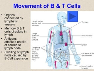 Movement of B & T Cells Organs connected by lymphatic vessels Memory B & T cells circulate in lymph Antigens attacked on site of carried to lymph node Swelling of lymph node caused by B Cell expansion 