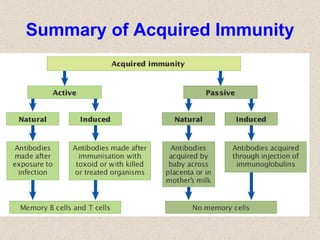 Summary of Acquired Immunity 