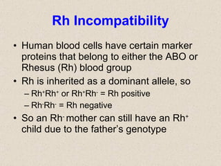 Rh Incompatibility Human blood cells have certain marker proteins that belong to either the ABO or Rhesus (Rh) blood group Rh is inherited as a dominant allele, so Rh + Rh +  or Rh + Rh -  = Rh positive Rh - Rh -  = Rh negative  So an Rh -  mother can still have an Rh +  child due to the father’s genotype 