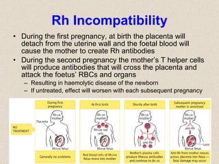 Rh Incompatibility During the first pregnancy, at birth the placenta will detach from the uterine wall and the foetal blood will cause the mother to create Rh antibodies During the second pregnancy the mother’s T helper cells will produce antibodies that will cross the placenta and attack the foetus’ RBCs and organs Resulting in haemolytic disease of the newborn If untreated, effect will worsen with each subsequent pregnancy  